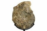 Cretaceous Ammonite (Mammites) Fossil with Metal Stand - Morocco #164224-1